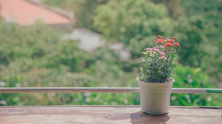 Pot Of Flowers Near Balcony