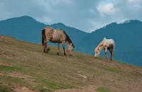 斑马和马以山为背景，在风景如画的山坡上平静地吃草