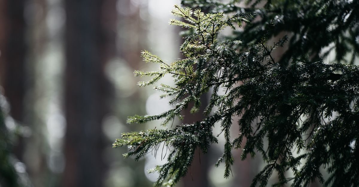 Pine Tree Zoom In Close-Up Shot of a Pine Tree · Free Stock Photo