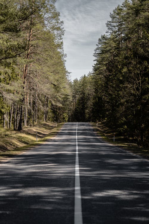 Gray Concrete Road Between Green Trees Under Gray Sky