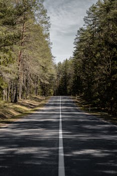 A tranquil road cutting through a lush forest, perfect for scenic drives.