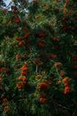 A Bunch of Rowan Berries with Green Leaves