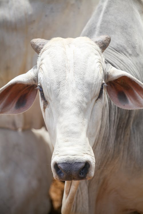 公牛, 動物, 動物攝影 的 免費圖庫相片