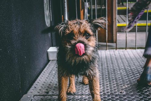 Anjing Berwarna Coklat Dan Hitam Bersalut Panjang Pada Foto Fokus