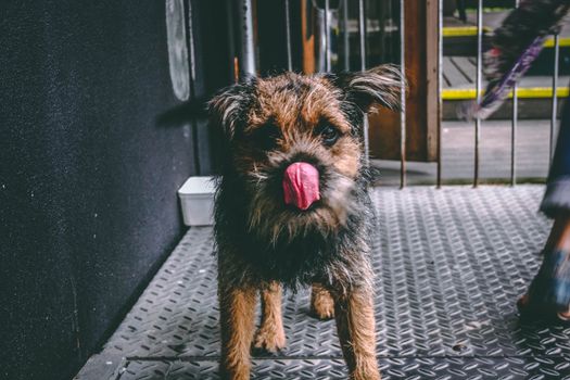 一只可爱的小猎犬站在室内的金属地面上，俏皮地舔着鼻子