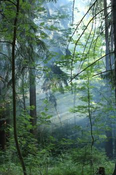 Sun rays piercing through dense forest, highlighting lush greenery in a serene atmosphere.