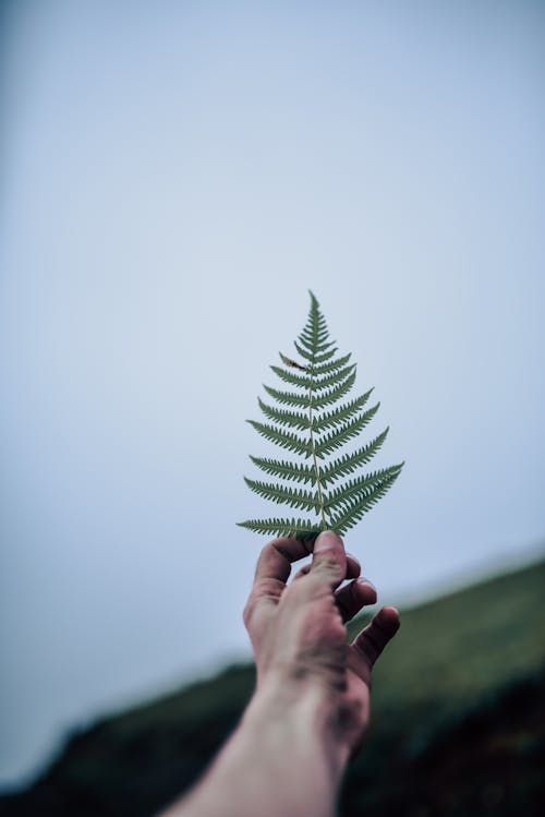 Person Holding Green Fern Leaves