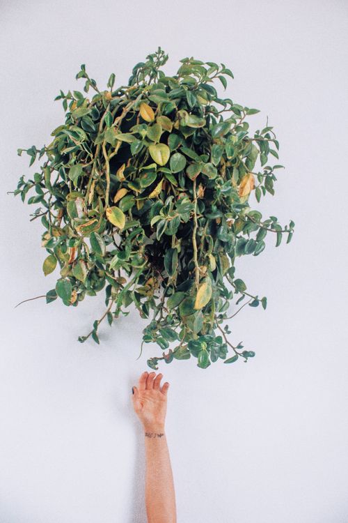 Free A hand reaches toward a hanging green plant against a white wall, creating a minimalist indoor scene. Stock Photo