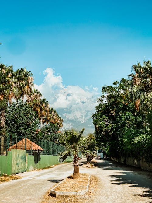 Green Trees Near Brown Wooden House Under Blue Sky