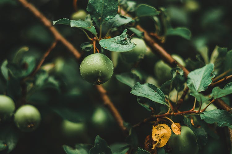 Green Fruit On Brown Tree Branch