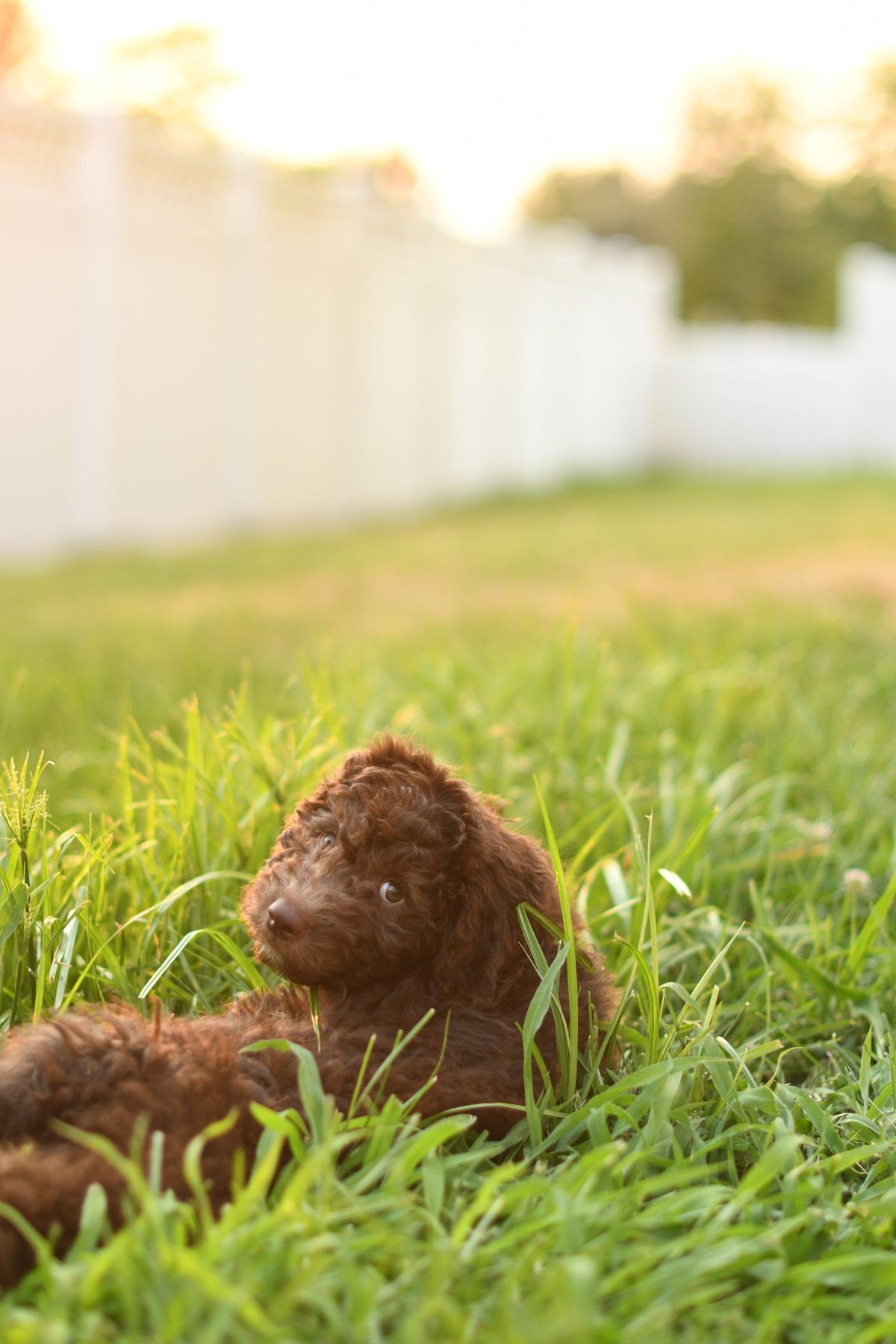 Brown dog enjoying a green fenced residential backyard