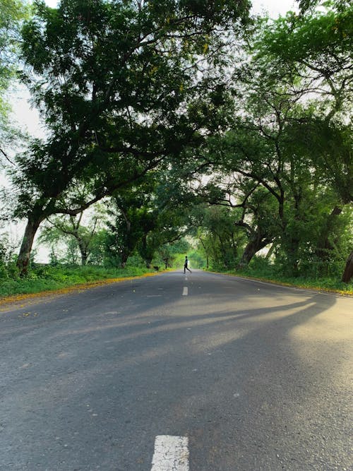 Person Walking On Gray Asphalt Road Between Green Trees