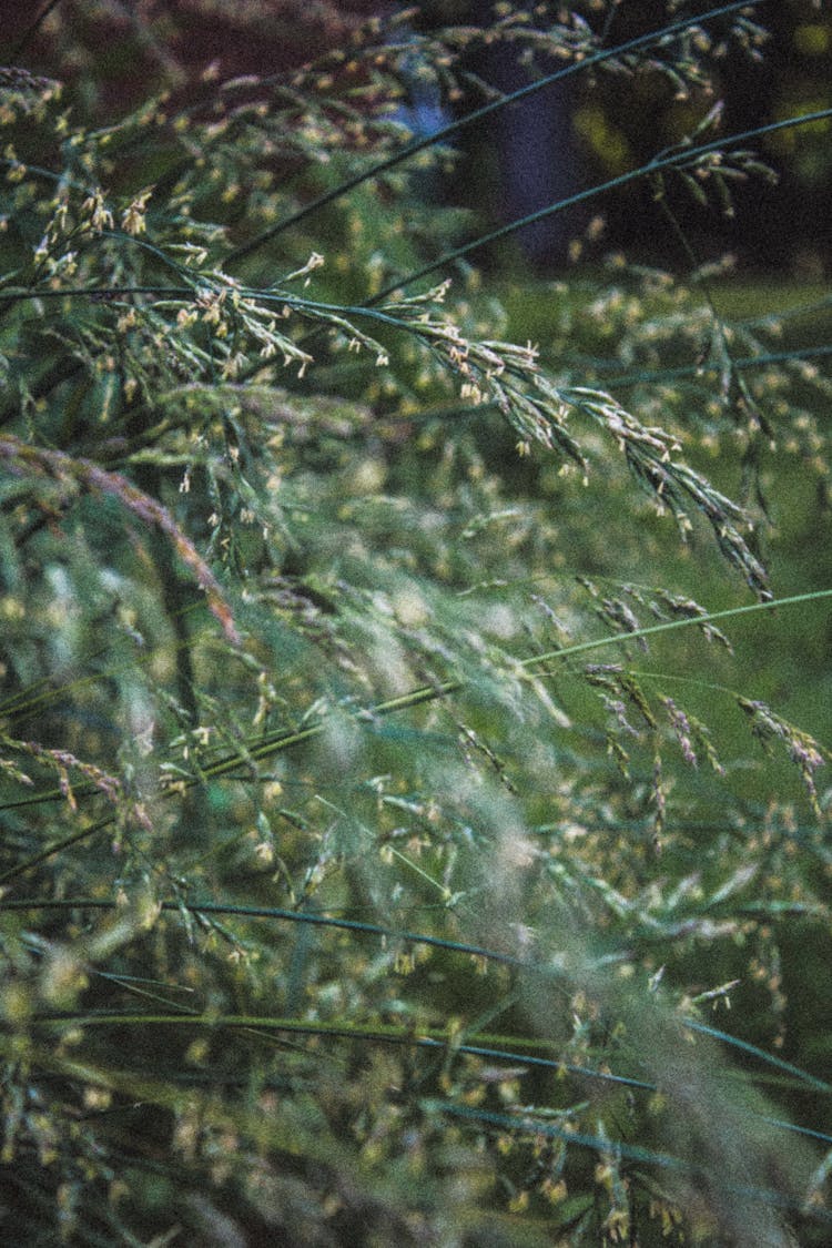 Green Plant In Close Up Photography