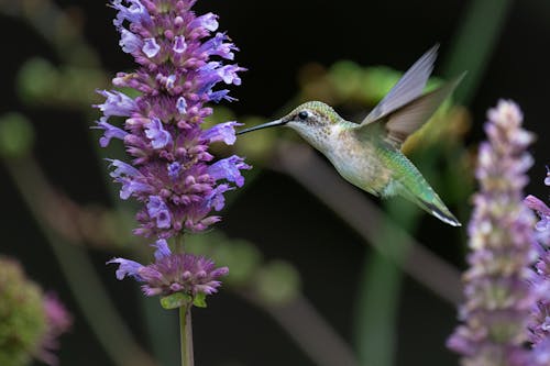 Gratis Fotos de stock gratuitas de abeja, al aire libre, colibrí Foto de stock
