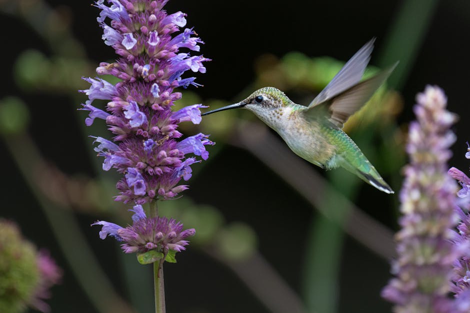 Bee Hummingbird breeding habits