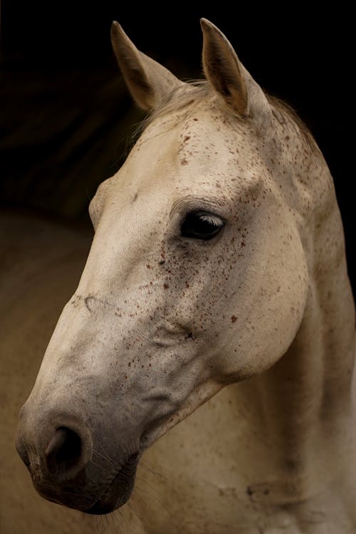 Foto d'estoc gratuïta de animal, cap, cavall