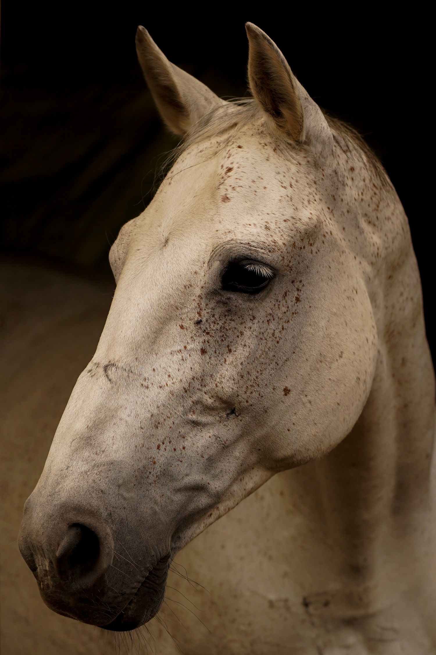 Dappled grey horse portrait