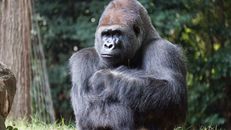 Close Up Photo of Gorilla