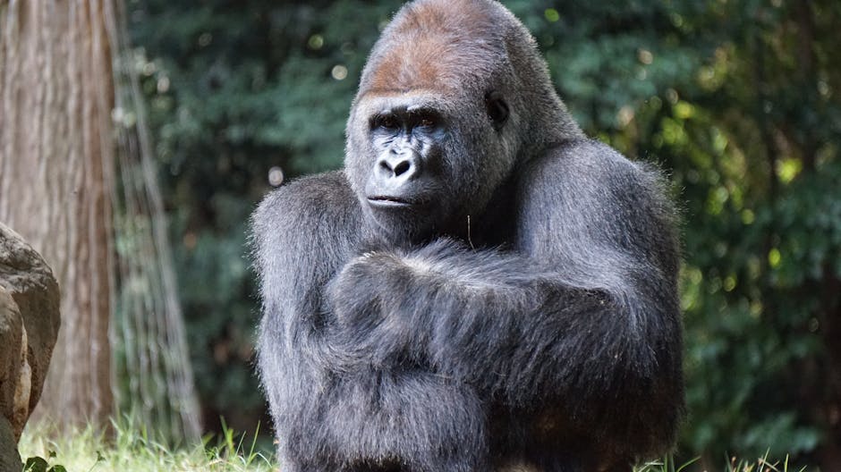 Gorilla Beside Brown Rock