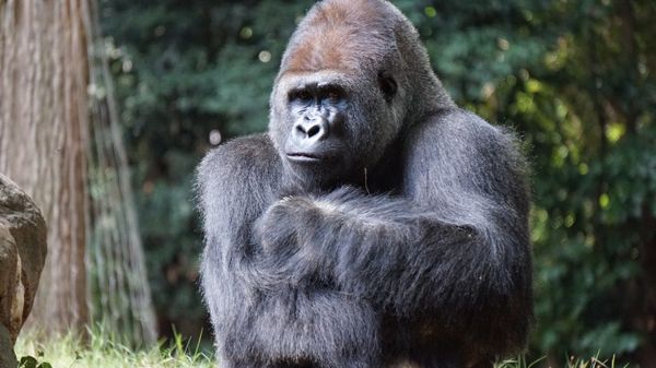 Mountain gorilla portrait