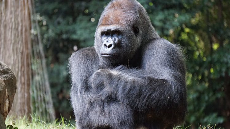 Close Up Photo Of Gorilla 