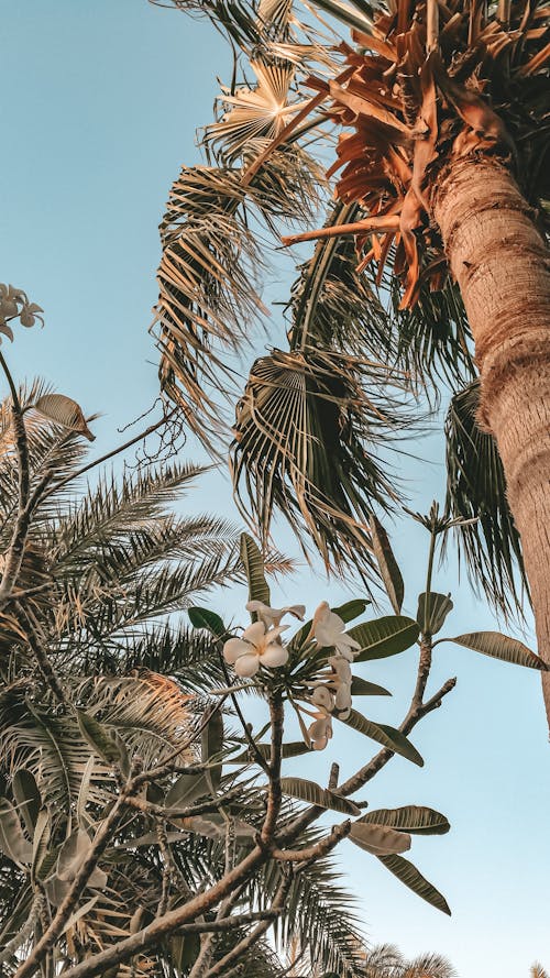 Бесплатное стоковое фото с вертикальный выстрел, кокосовая пальма, низкоугольный выстрел