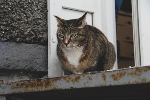 Free Close-Up Shot of a Tabby Cat Stock Photo