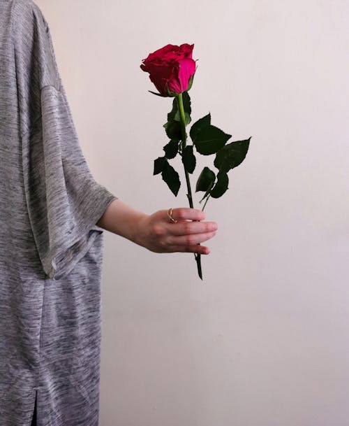 Close-Up Shot of a Person Holding a Red Rose