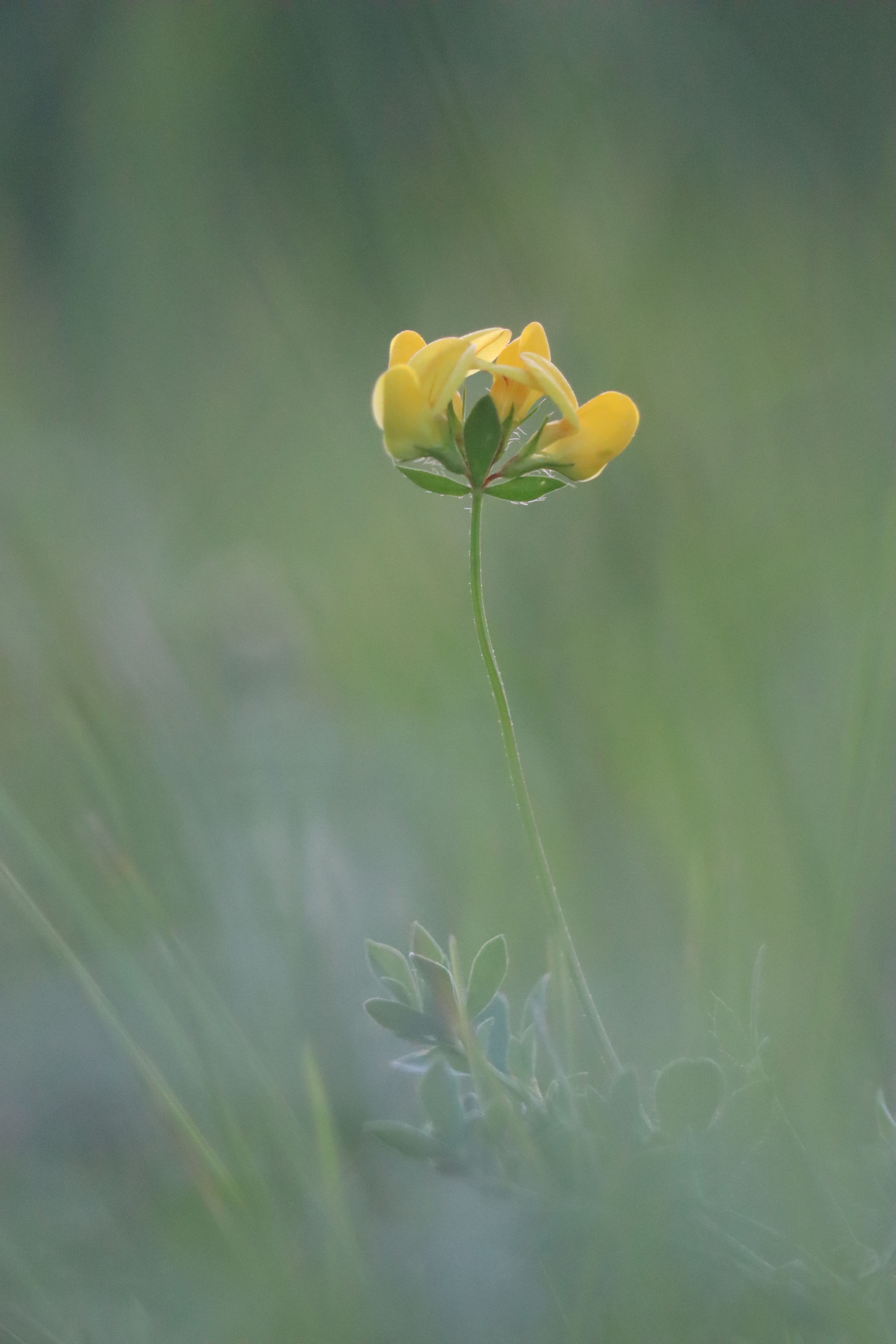 Close-up of a delicate yellow flower in a meadow in Croatia, showcasing nature's beauty.
