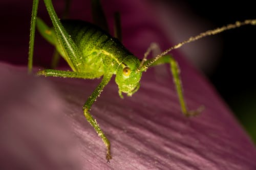 Gratis Fotos de stock gratuitas de artrópodo, disparo macro, fotografía de insectos Foto de stock
