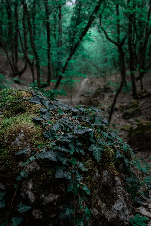 Free Green Leaves on Mossy Rock Stock Photo