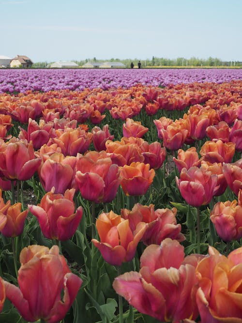 Free A Field of Tulips in Bloom Stock Photo