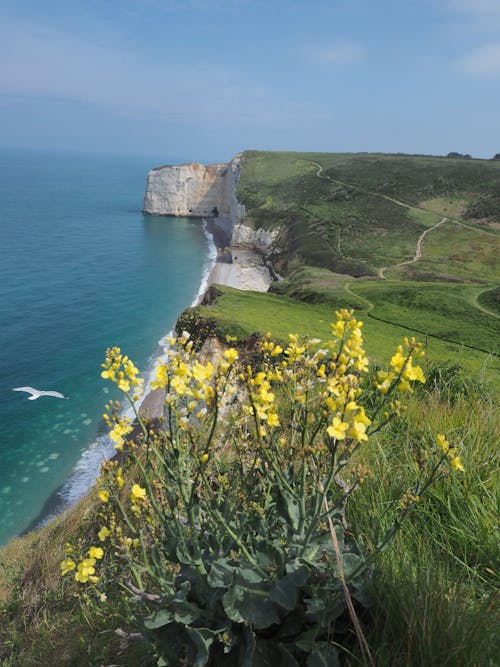 Yellow Flowers on Green Grass Field