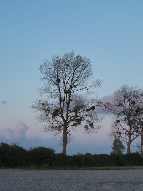 Gratis stockfoto met alleen, boom, dageraad