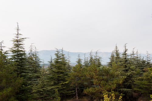 Green Trees Under White Sky