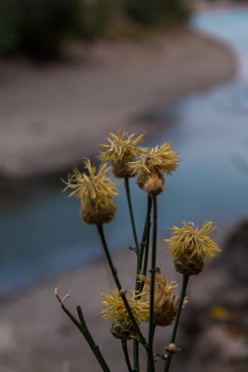 Darmowe zdjęcie z galerii z cienki, kwiaty, natura