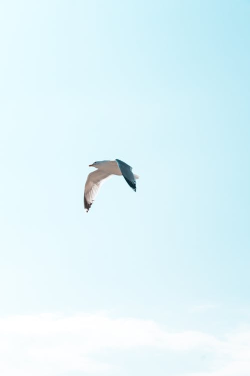 Бесплатное стоковое фото с дневное время, крылья, летающий