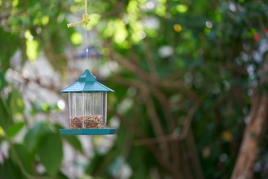 Blue Bird Feeder Hanging on Tree Branch