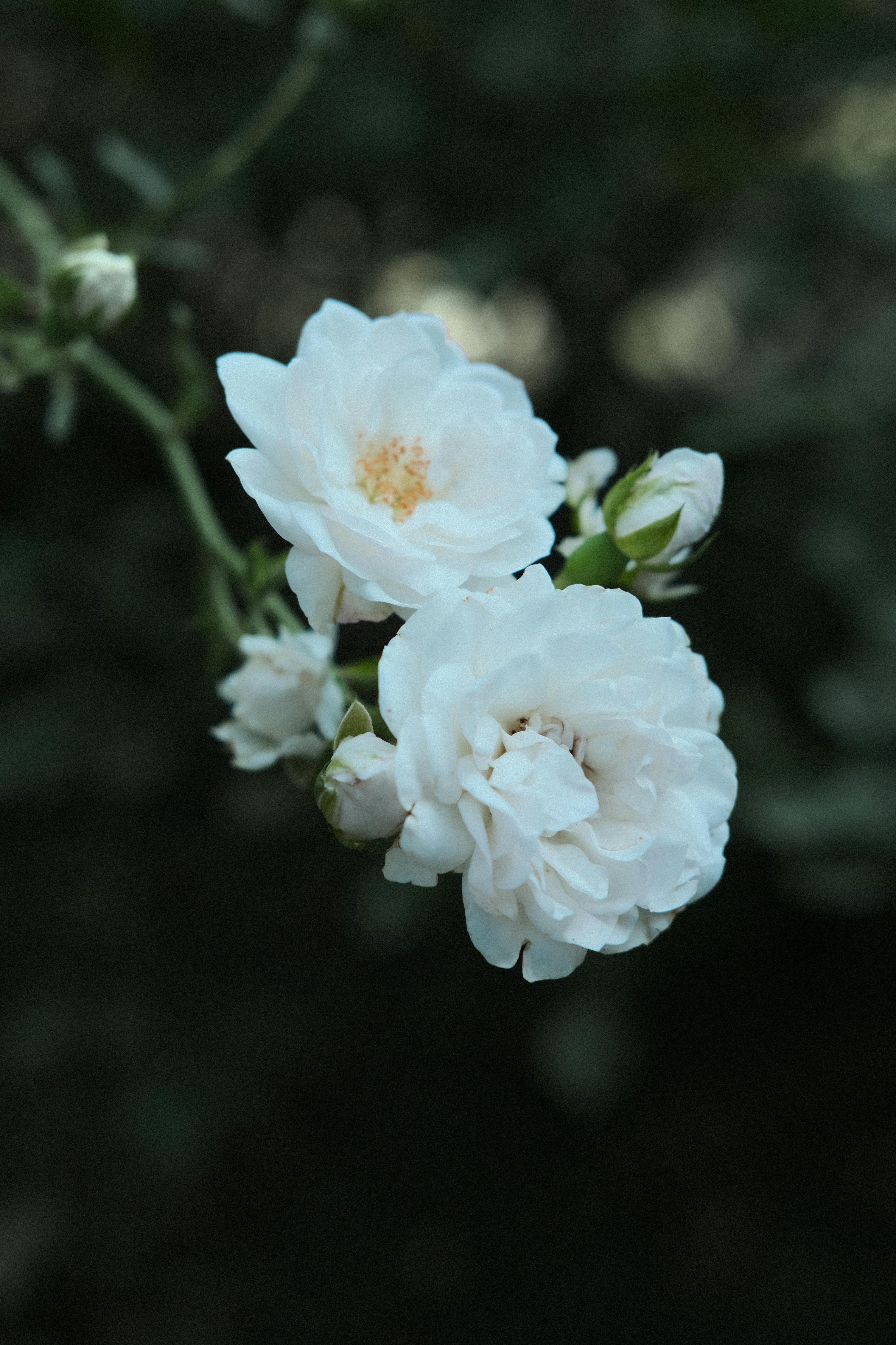 Delicate white roses captured in a close-up, showcasing their intricate petals.