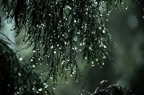 бесплатная Фотография мокрых листьев крупным планом Стоковое фото