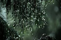 Close-Up Photography of Wet Leaves