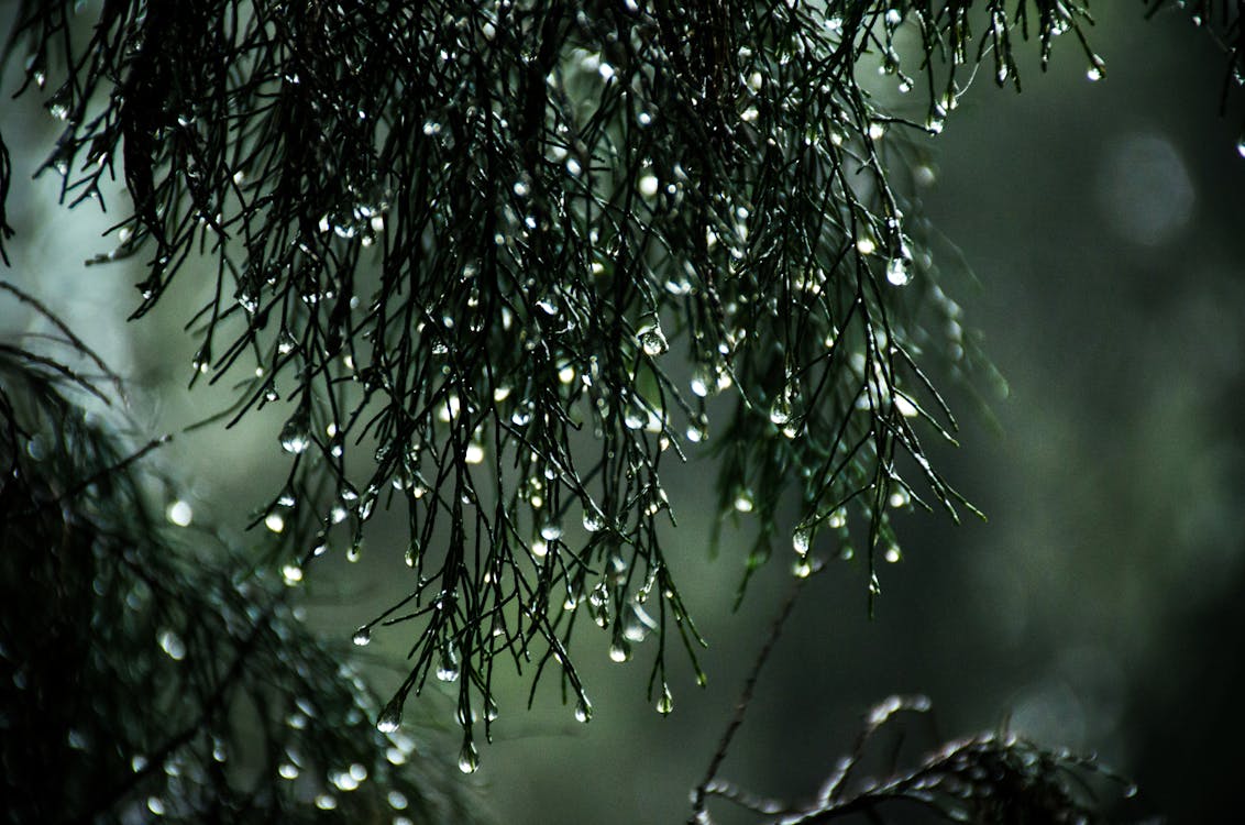 Close-Up Photography of Wet Leaves
