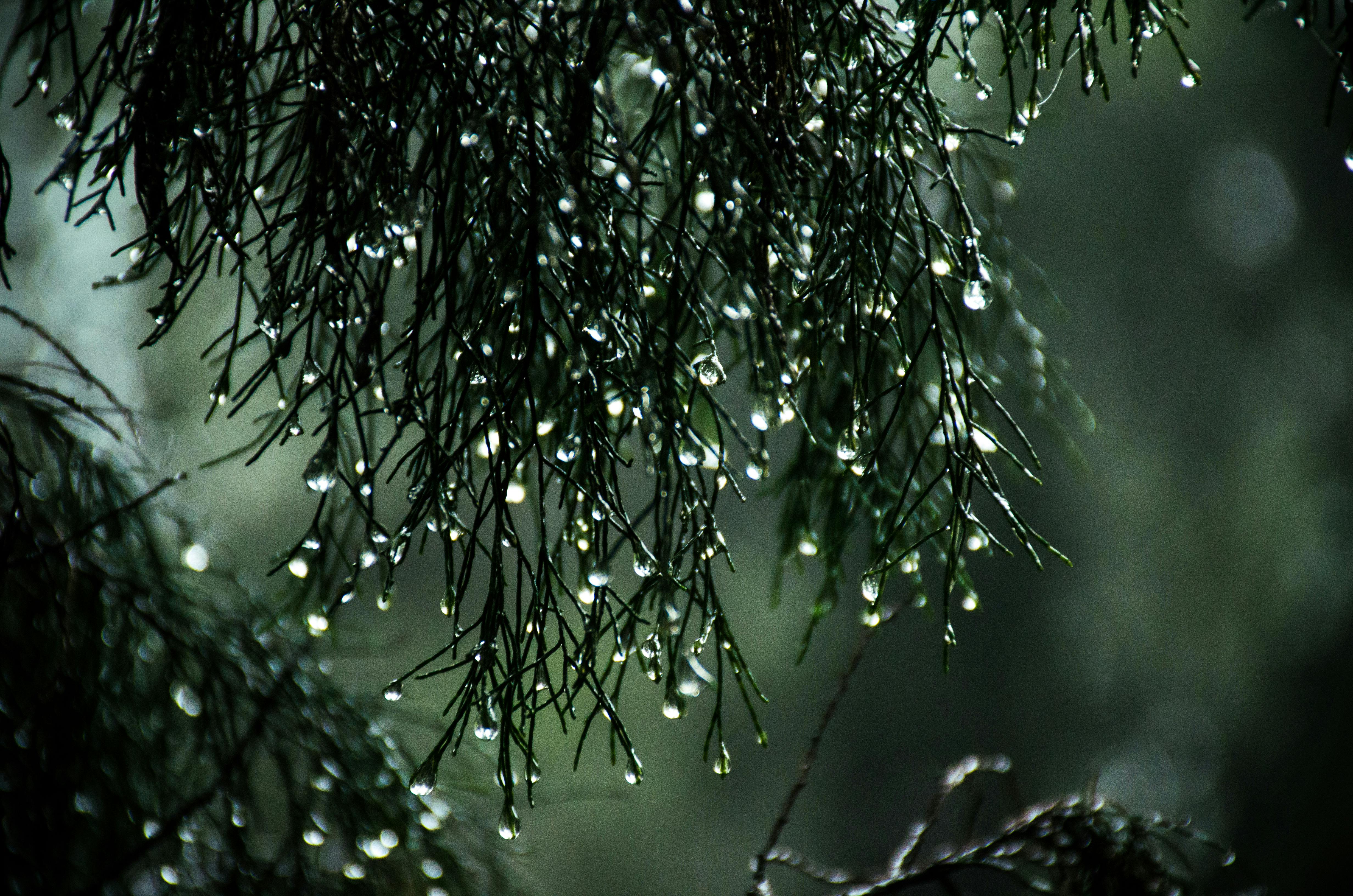 wallpapers of rainy nature