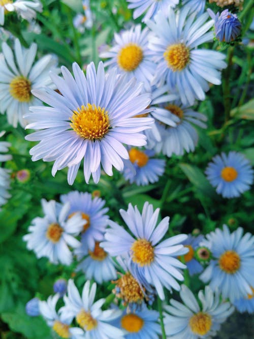 Free White  Aster Tongolensis Flowers Stock Photo