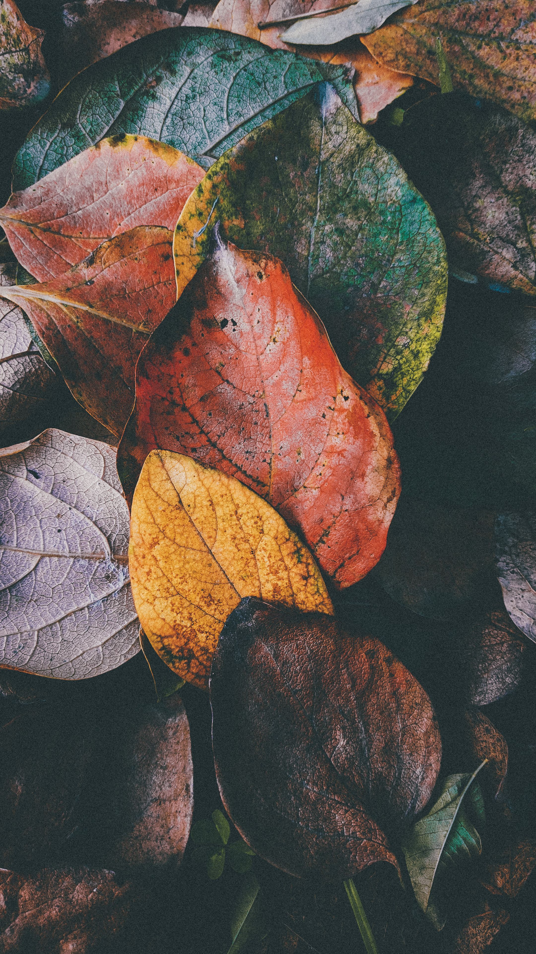 Colorful autumn leaves in a textured, artistic close-up shot.