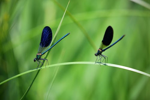 Libellula Verde Blu E Nera Su Erba Verde