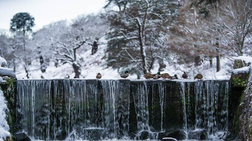 Vogels Boven Watervallen