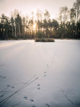 雪地上的足迹穿过冬季森林，背景是初升的太阳