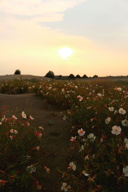 Free A serene view of wildflowers in a field at sunset, capturing nature's beauty. Stock Photo