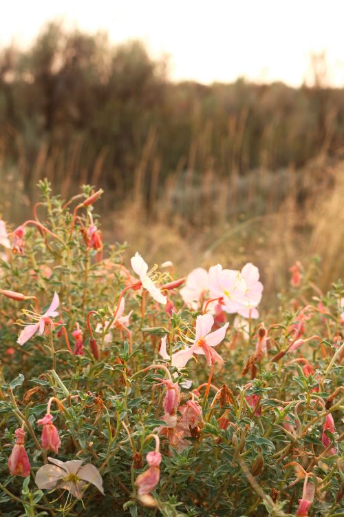 Free Pink wildflowers blooming in a field at sunset, showcasing natural beauty. Stock Photo